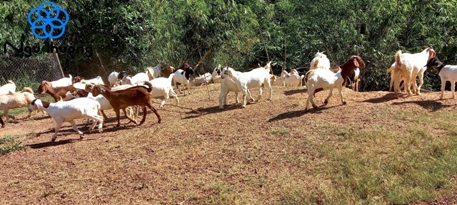Đàn dê dong chơi trên nông trại