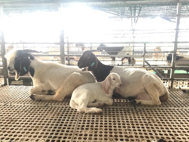 Dê nghỉ ngơi trong chuồng