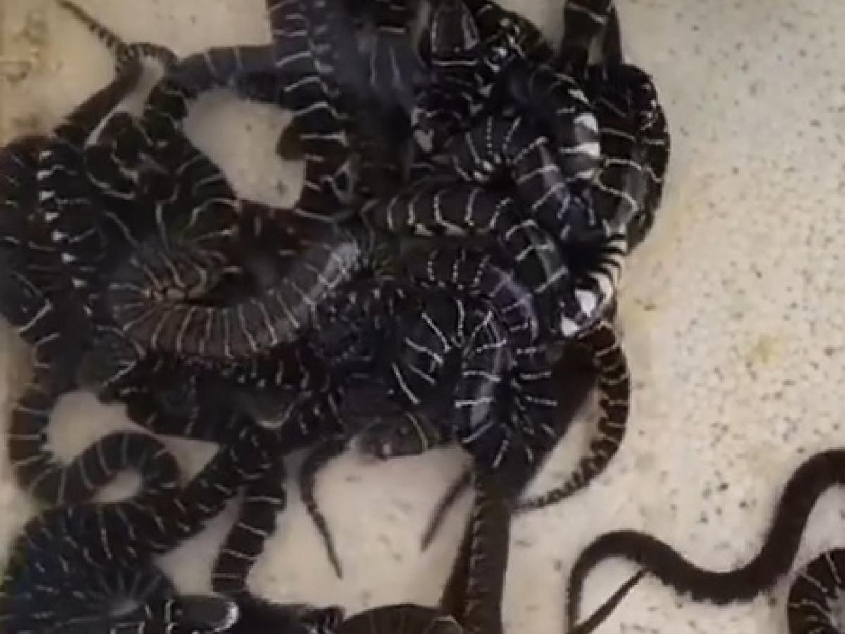 Giới thiệu trang trại rắn ri voi