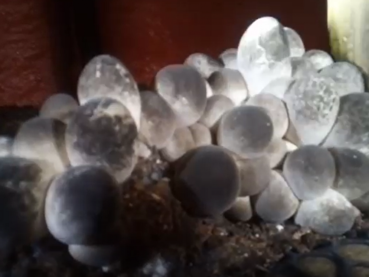 Nấm là một mắt xích quan trọng trong nông nghiệp Việt