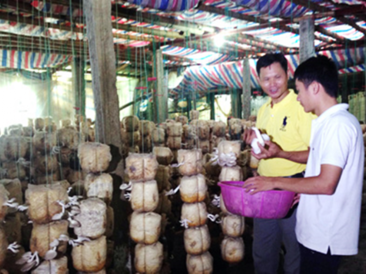 Giá trị kinh tế ngành nấm