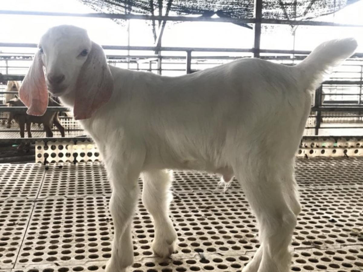 Lợi ích sức khỏe của thịt dê