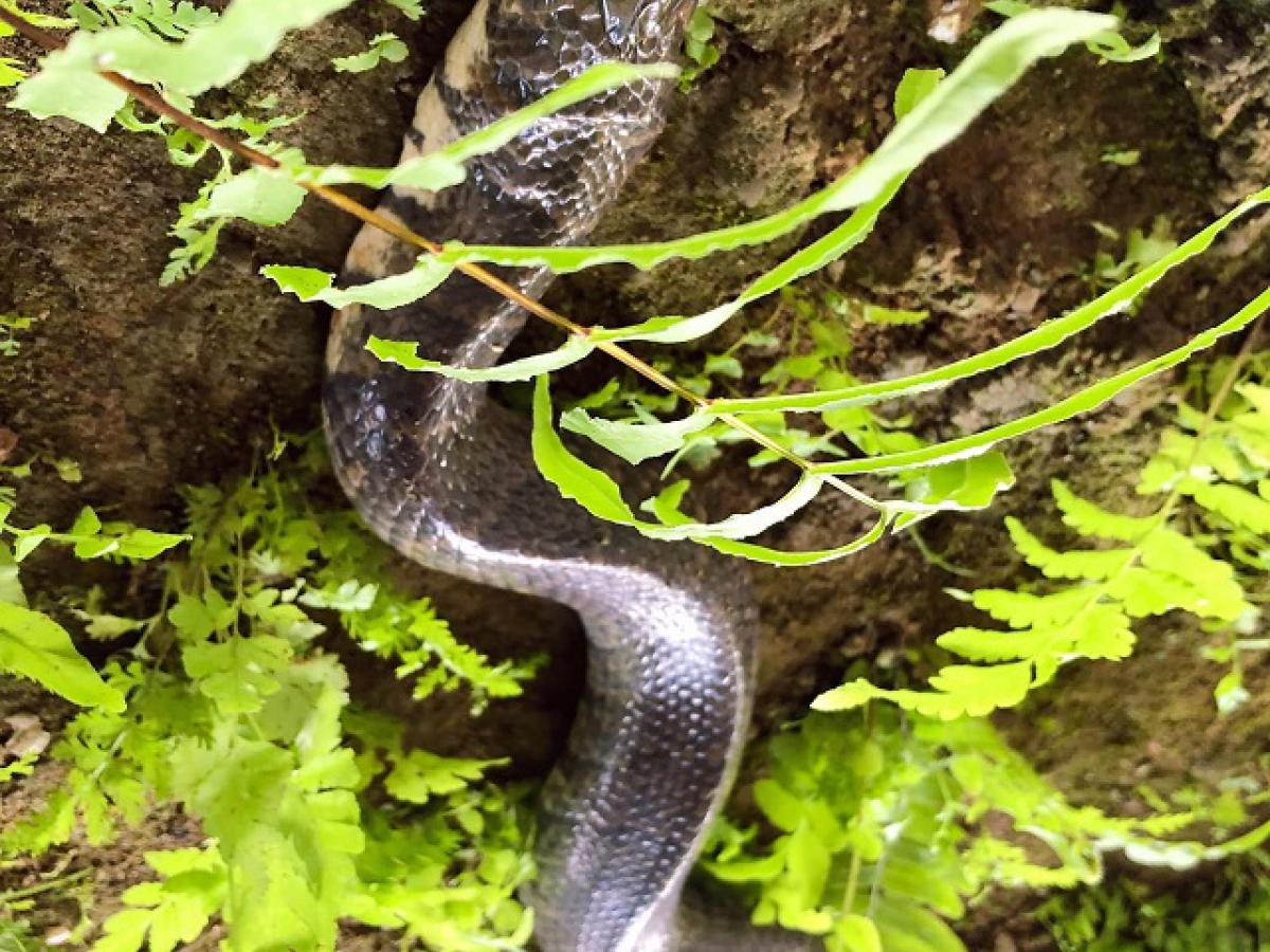 Nuôi Rắn Ri Voi Băng Bể Xi Măng